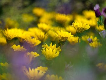 Close-up of yellow flowering plant on field