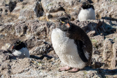 High angle view of a bird on rock