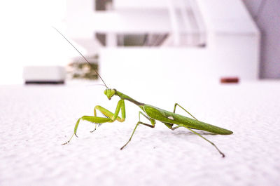 Close-up of grasshopper