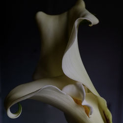 Close-up of calla lily against black background