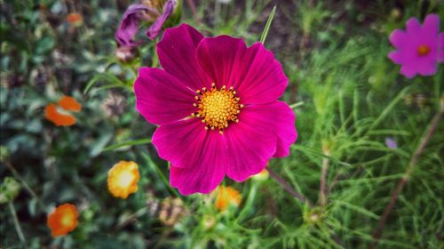 Close-up of pink cosmos flowers blooming outdoors