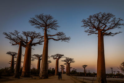 Silhouette tree against clear sky