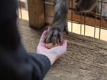 Monkey hand grabbing peanut from person hand 