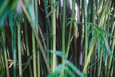 Close-up of plants