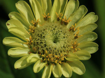 Close-up of flowering plant