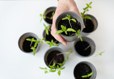 Directly above shot of potted plant