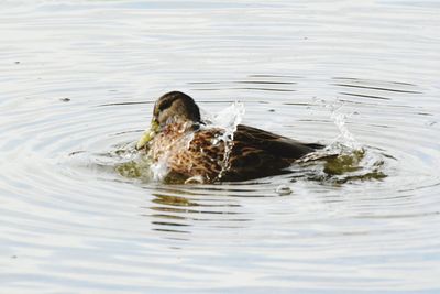 High angle view of duck swimming in lake