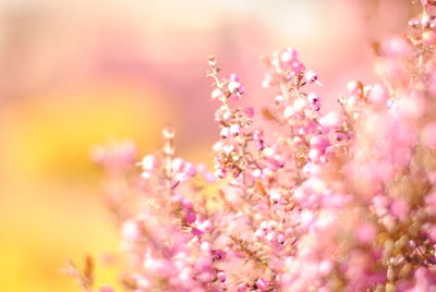 Close-up of pink cherry blossoms