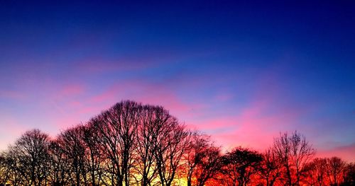 Low angle view of bare trees against sky