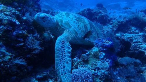 A green turtle rest on the seafloor at mabul island, malaysia. underwater photography