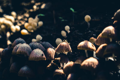 Close-up of plants growing on field