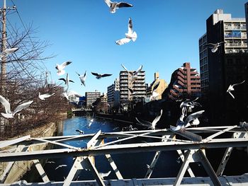 Seagulls flying over buildings in city