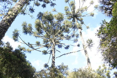 Low angle view of trees in forest against sky