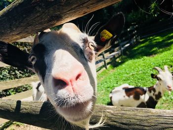 Close-up of cow in pen