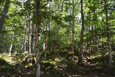 View of trees in forest
