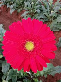 Close-up of pink flower