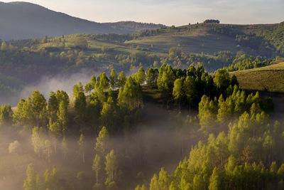 Scenic view of trees in forest against sky