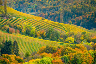 Scenic view of pine trees in forest during autumn