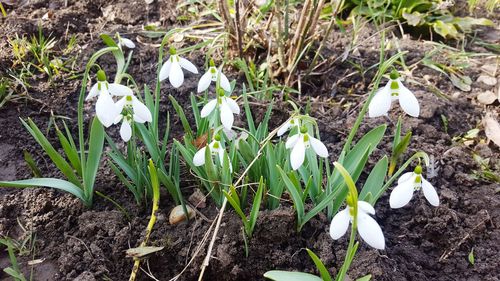 High angle view of white flowers blooming on field