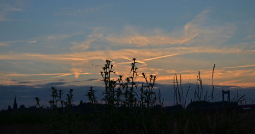 Plants growing on field against sky at dusk