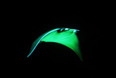 Close-up of green leaf over black background