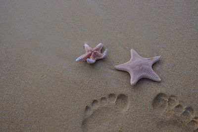 High angle view of starfish on beach