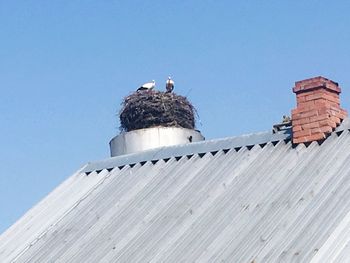 Low angle view of bird perching on building against sky