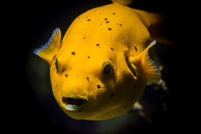 Close-up of yellow fish swimming in tank