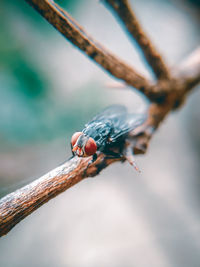 Close-up of insect on twig