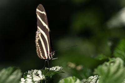 Butterfly on flower