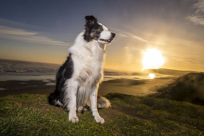 Dog standing on land against sea during sunset