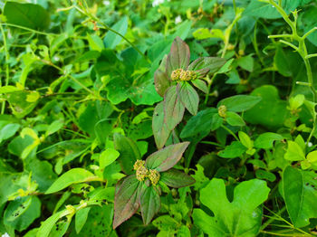 Close-up of insect on plant