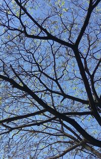 Low angle view of bare tree against clear sky