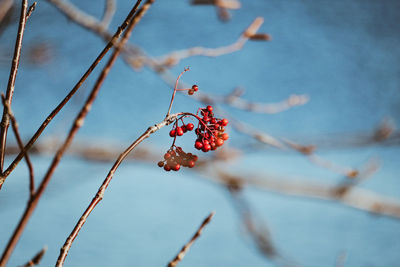 Close-up of berries growing on tree