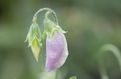 Close-up of pink flower