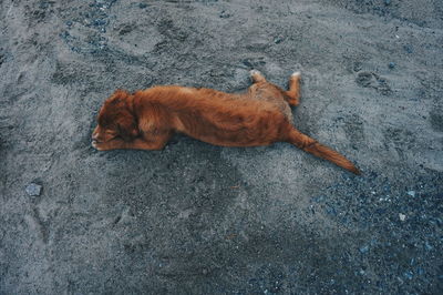 High angle view of dog on street