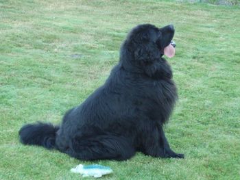 Black dog sitting on field