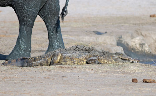 Crocodile by elephant on field at hwange national park