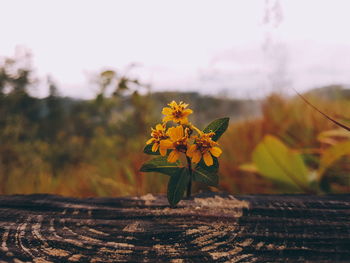 Close-up of flower against sky