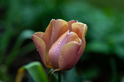 Close-up of wet pink rose flower