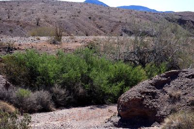 Plants growing on land