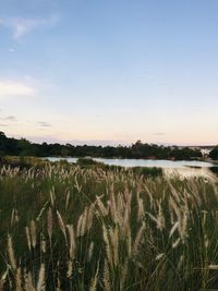 Scenic view of agricultural field against sky during sunset