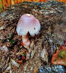 Close-up of fly agaric mushroom