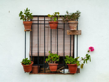 Potted plants against wall and building