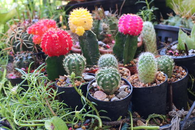 Close-up of cactus flowers