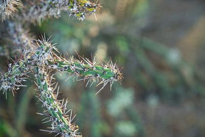 Close-up of succulent plant