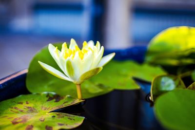 Close-up of water lily in pond