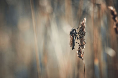 macro photography