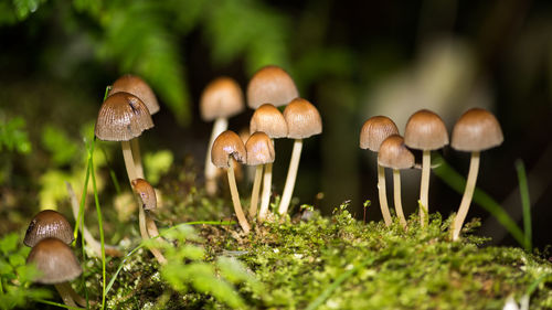 Close-up of mushrooms growing in forest