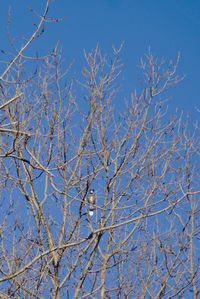 Low angle view of bird perching on bare tree against blue sky